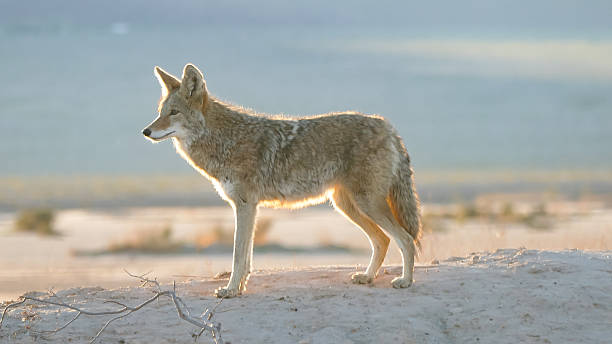 istock Backlit Wild Coyote Standing on Sandy Ridge at Sunrise 2253391721