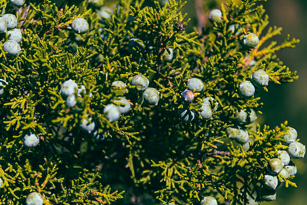 Macro image of ripening juniper berries on a twig.
