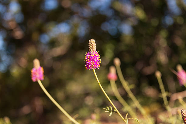 Yellow Tips of Purple Fringe Wildflowers in Yellowstone National Park