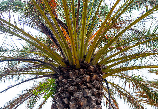istock The top of a palm tree. Close-up 2253397448