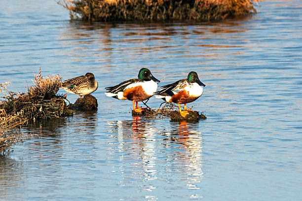 istock The Spatula clypeata duck keeps its beak constantly submerged in water for hunting. 2253398783