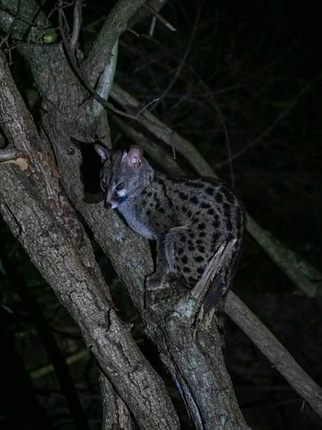 istock Large Spotted Cape Genet - Genetta tigrina - perched in a tree at night.  Location Cape Vidal, iSimangaliso Wetland Park, KwaZulu Natal, South Africa. Vertical image 2253399334