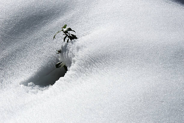 istock Green Shoot Breaking Through Deep Snow - Symbol of Hope 2253399935