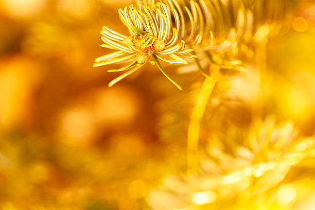 Fir tree branch with needles catching beautiful golden sunlight, creating a warm autumn bokeh background