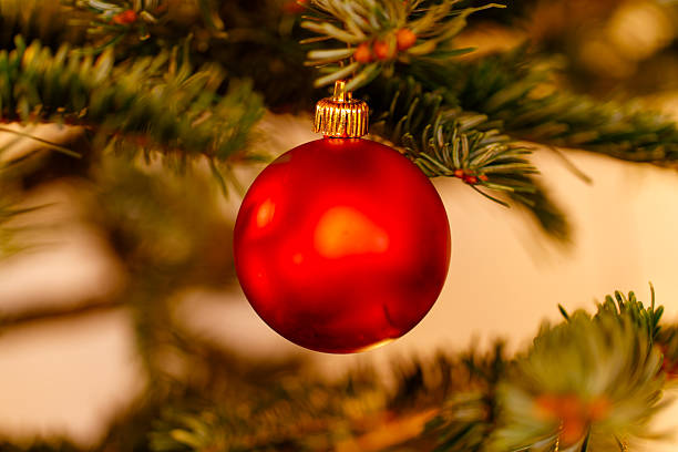 Red bauble decorates a pine tree branch, symbolizing holiday season and festive cheer