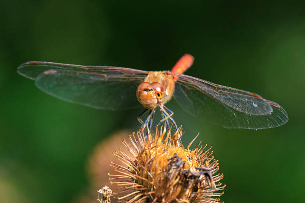 View of a common Darter, Sympetrum striolatum, male dragonfly with wings spread he is drying his wings in the early, warm sun light