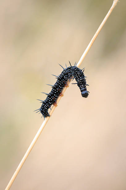 istock Aglais io, Peacock butterfly caterpillar 2253401168