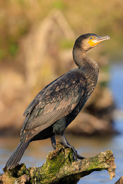 istock Great Cormorant bird, Phalacrocorax carbo, drying wings 2253401179