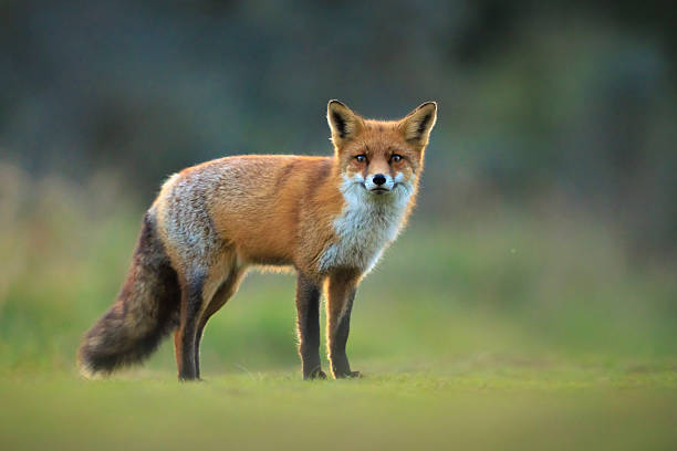 istock Wild red fox, vulpes vulpes, foraging in a meadow 2253401196