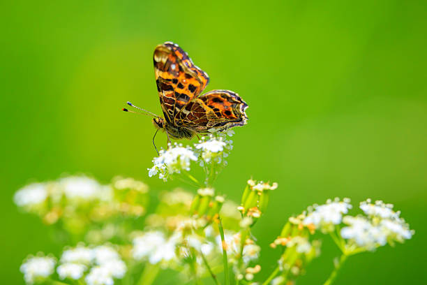 Close-up of the Map butterfly, Araschnia levana,  in spring season outfit with wings open,