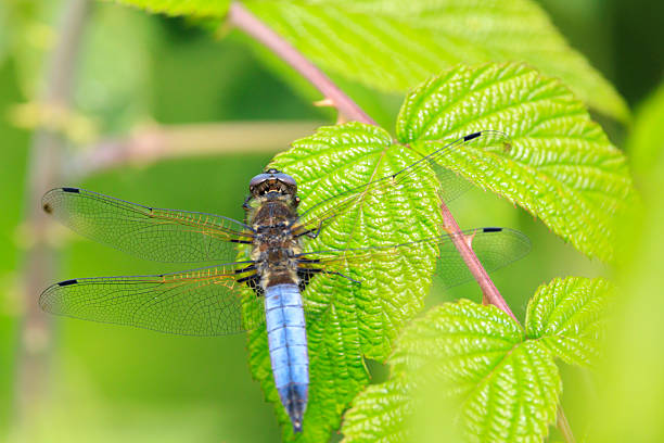 Closeup of a Scarce chaser blue colored male, Libellula fulva, resting on vegetation