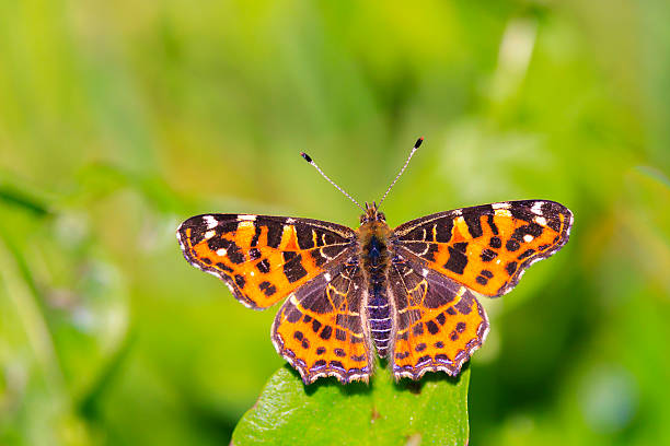istock The Map butterfly, Araschnia levana, Springtime brood 2253401208
