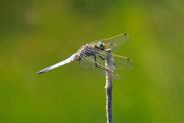 istock Male Black-tailed skimmer, Orthetrum cancellatum, closeup 2253401228