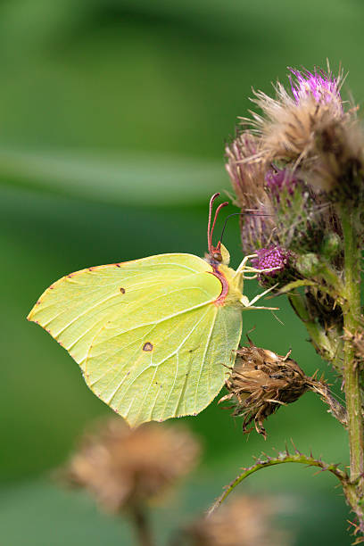 istock Common brimstone butterfly gonepteryx rhamni, on a thistle flower 2253401231
