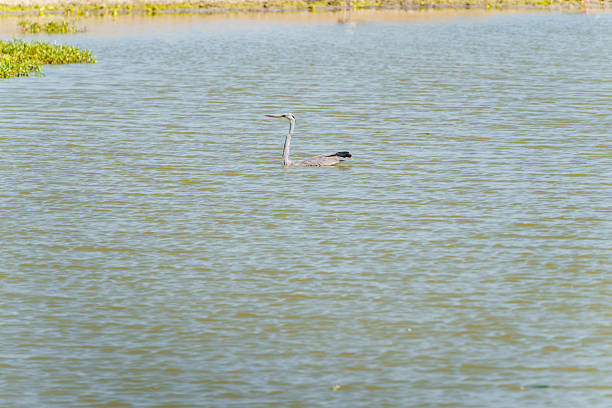 Grey Heron, (Ardea cinerea) swimming. on pond in Tarangire National Park Tanzania.