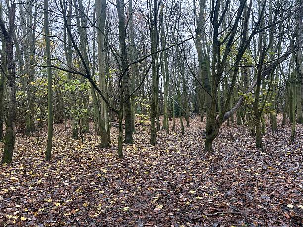 istock Autumn Forest Scene With Bare Trees And Leaf Litter Across The Ground 2253402161