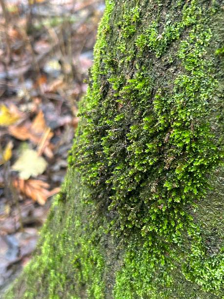 istock Close-Up Of Green Moss On Tree Trunk In A Quiet Forest Setting 2253402168