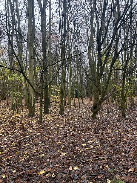 istock Autumn Forest Scene With Bare Trees And Leaf Litter Across The Ground 2253402170