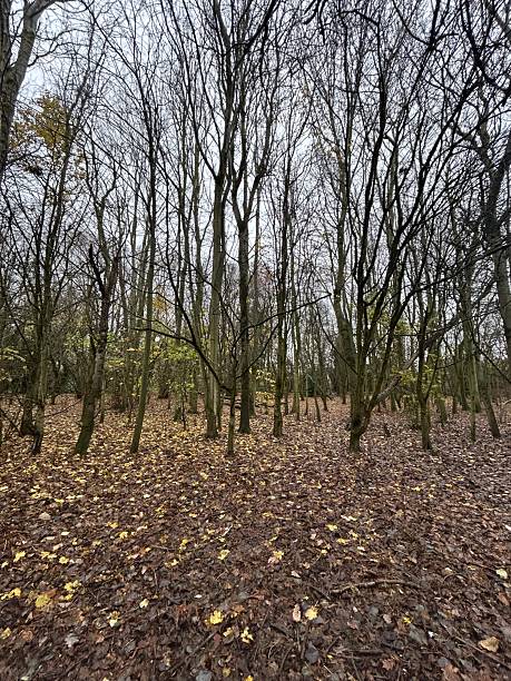 Autumn Forest Scene With Bare Trees And Leaf Litter Across The Ground