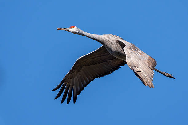 A sandhill crane flying overhead with a blue sky