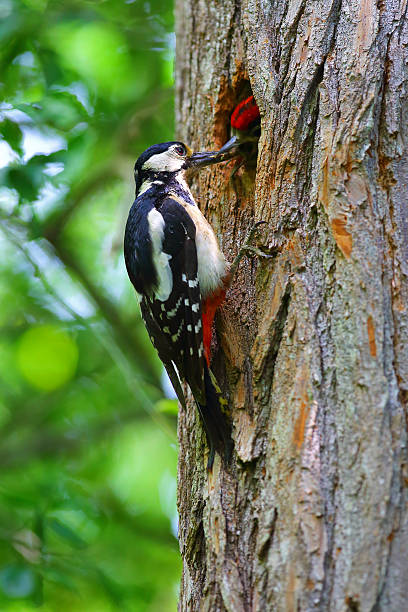 istock A great spotted woodpecker outside its nest feeding its chicks. 2253403965