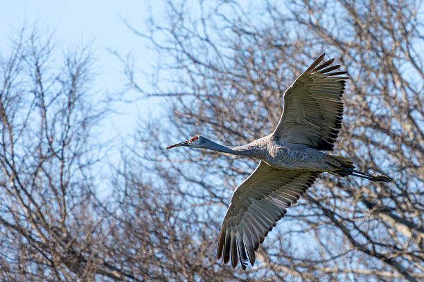 A sandhill crane flying overhead with a blue sky