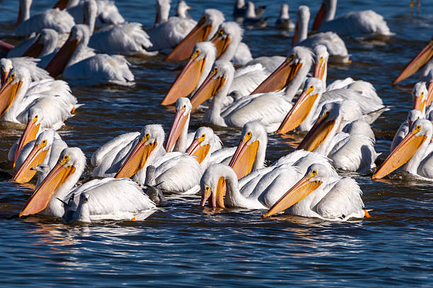 istock A flock of white pelicans paddling on a pond 2253404047