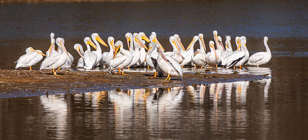 istock A flock of white pelicans perched on a sandbar 2253404076