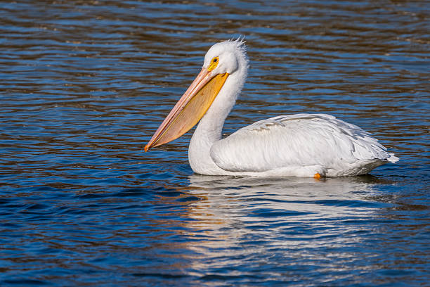 istock A white pelican paddling on a pond 2253404078