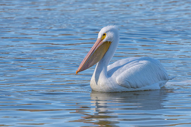 istock A white pelican paddling on a pond 2253404082
