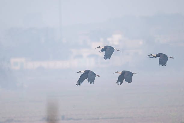 Atmospheric wildlife: A group of Woolly-necked Storks in flight at dawn. The heavy fog and soft light provide a dreamlike, minimalist backdrop for these large wading birds.