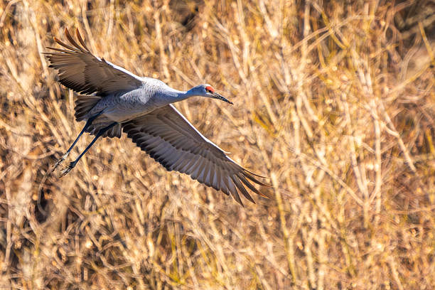 Sandhill cranes flying over a field