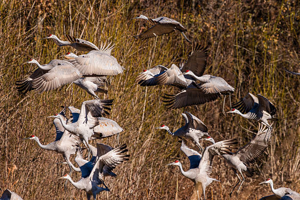istock Sandhill cranes flying over a field 2253404223