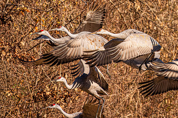 istock Sandhill cranes flying over a field 2253404235