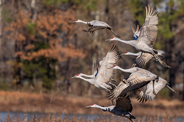 istock Sandhill cranes flying over a field 2253404245