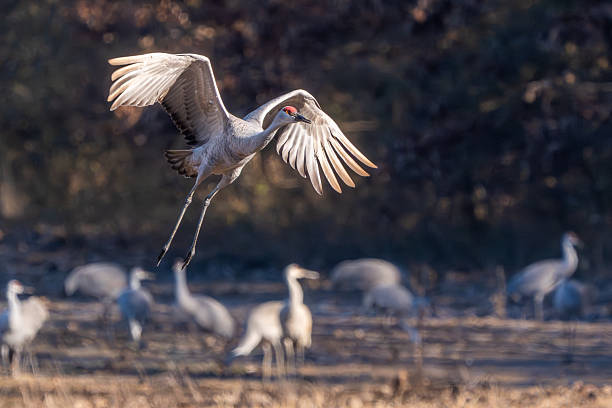 istock Sandhill cranes flying over a field 2253404263