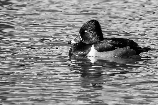 istock A male ring-necked duck floating on a pond 2253404281