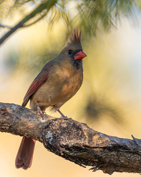 istock A Northern cardinal perched on a branch 2253404389