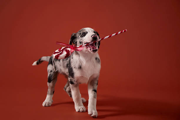istock puppy holding candy cane toy 2253404578