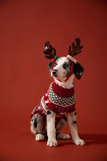 istock puppy in antlers and sweater 2253404582