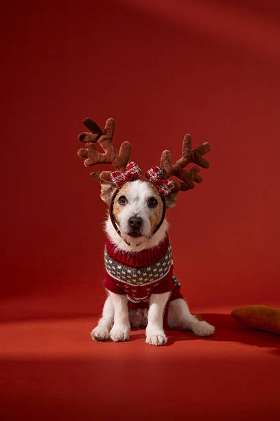 istock Jack Russell Terrier standing on red floor 2253404618