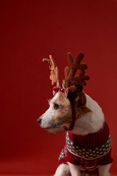istock Jack Russell Terrier close-up in antlers 2253404620