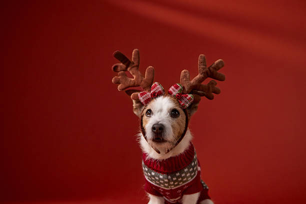 istock Jack Russell Terrier in antlers festive pose 2253404623
