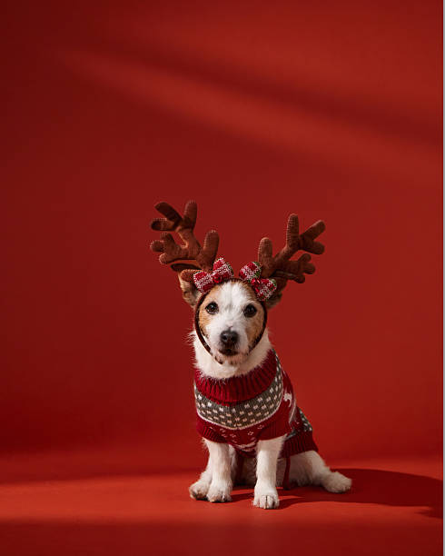 istock Jack Russell Terrier in antlers and sweater 2253404624
