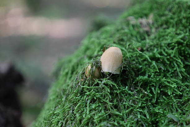 A tiny light brown mushroom pokes through a thick layer of vibrant green forest moss. This macro shot demonstrates the tenderness of wildlife and the rich texture of vegetation in a shady damp environment.