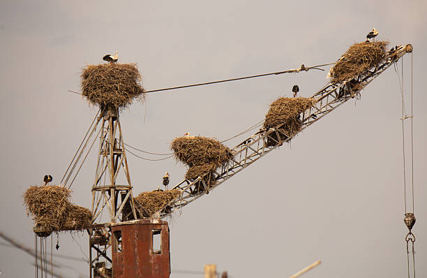 Armenian stork bird