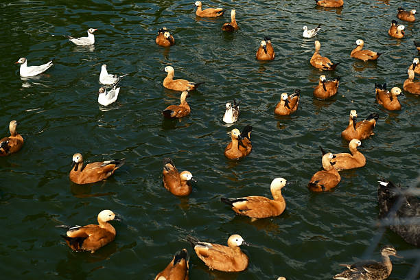 Ducks and Seagulls Swimming Together in Serene Pond