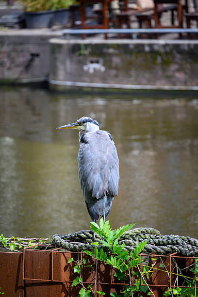 istock Heron by the Canal in urban setting 2253405492
