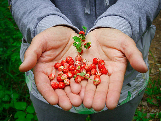 istock freshly picked wild strawberries held in open palms 2253405583