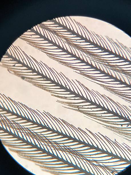 istock Intricate close-up of delicate fibers under microscope 2253407277